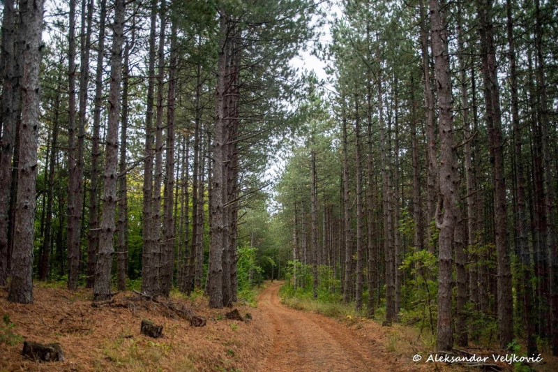Through the forest on Svrljiške mountains