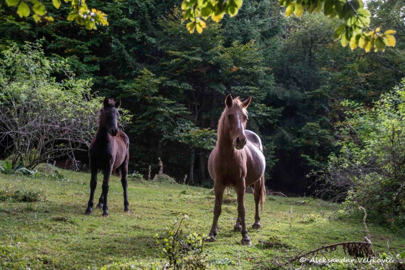 Horses on Suva planina