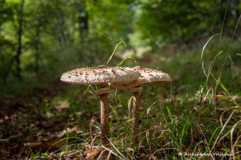 Macrolepiota procera in the Kučaj forest