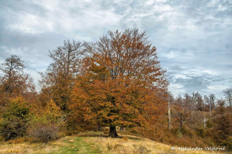 A fine tree on Beljanica