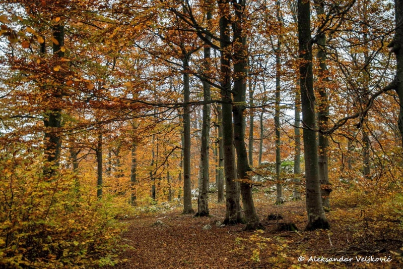 Autumn forest atmosphere on Beljanica
