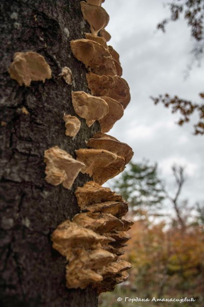 Fungi on trees, Beljanica