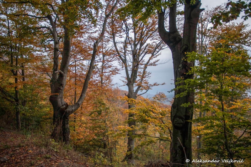 Autumn in Homolje mountains