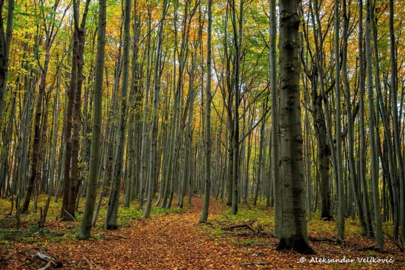 Through the forest in the Homolje mountains