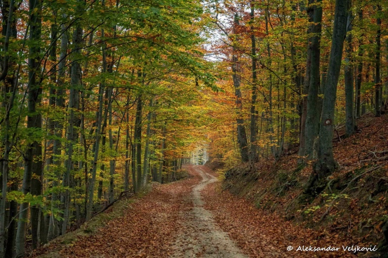 A forest road in the Homolje mountains