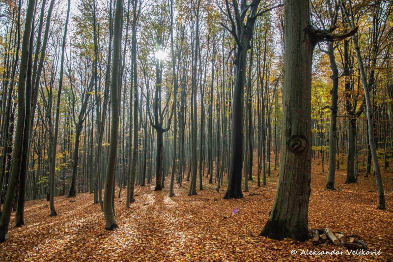 Homolje forest in morning sunlight