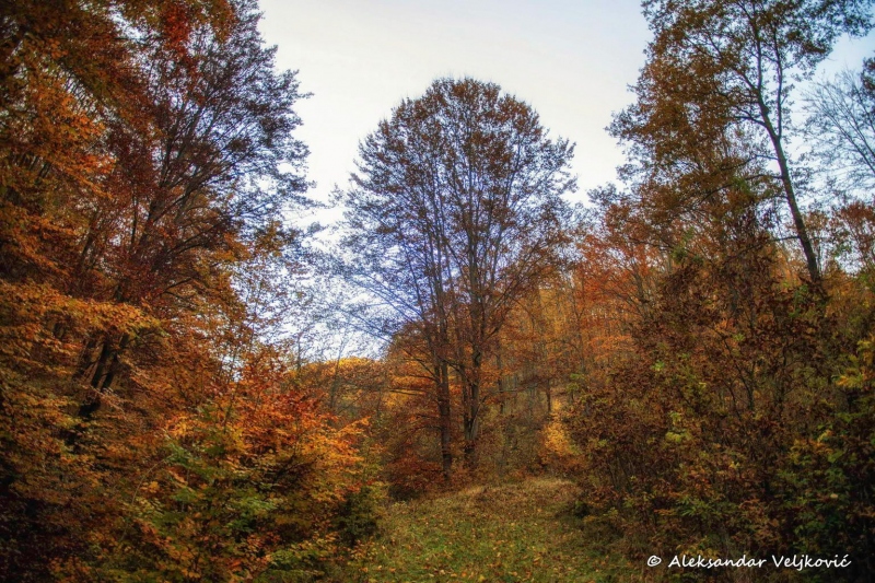 Autumn near Lipovica