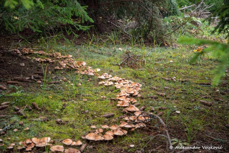 Mushroom rings in Mala Brezovica, Kučaj