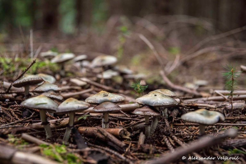 Stropharia aeruginosa in Mala Brezovica, Kučaj