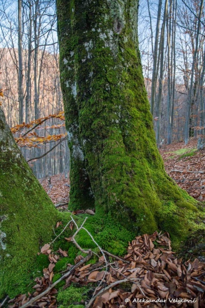 Forest near Resavica