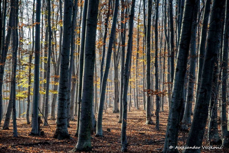 A very nice, hidden forest campspot near Resavica