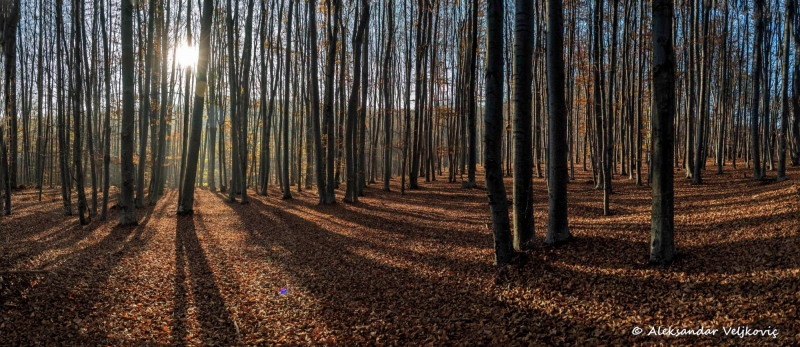 Autumn in Kučaj forests