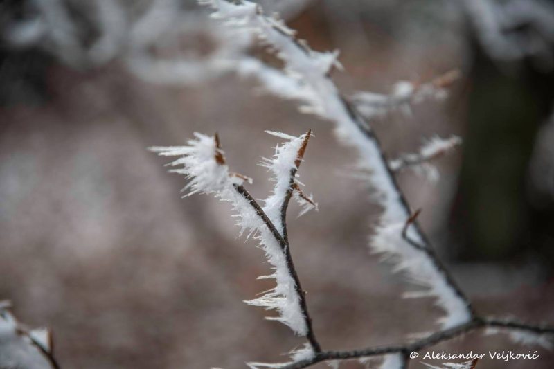 Icicles in Kučaj forest in December