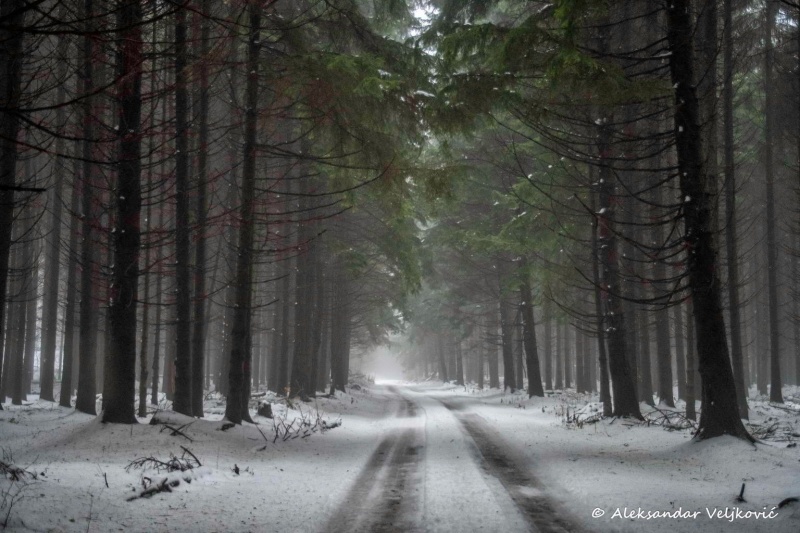 Forest of Valkaluci