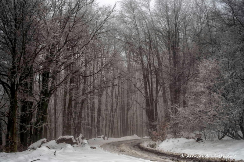 Winter in the Kučaj forest