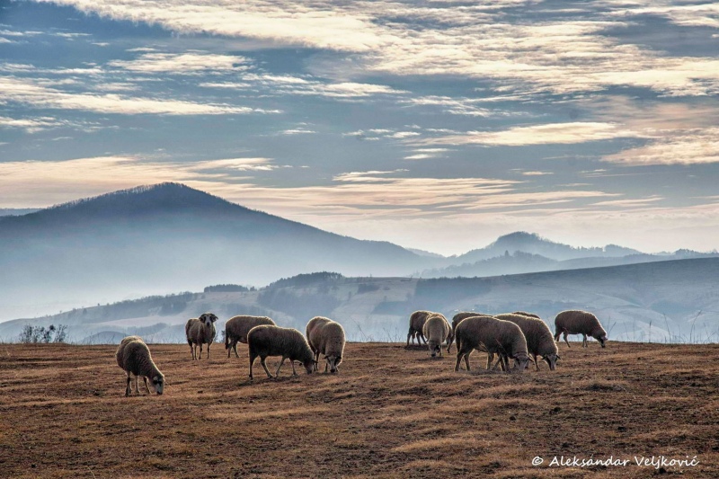 Sheep grazing at Tometino polje