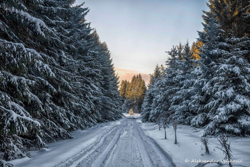 Kučaj winter scenery