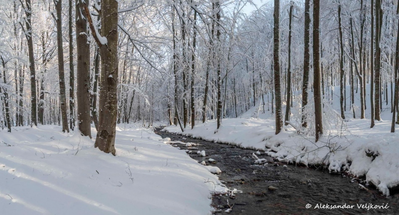 Kločanica river in winter