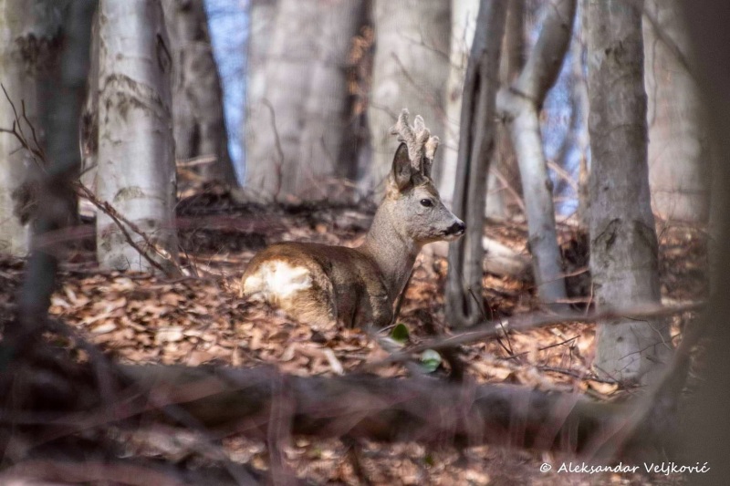 Deer in Kučaj forest