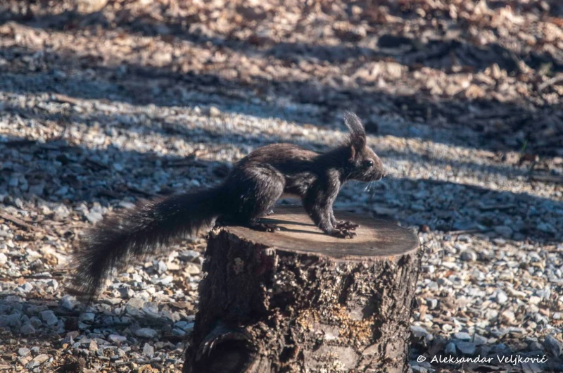My neighbour, the squirrel
