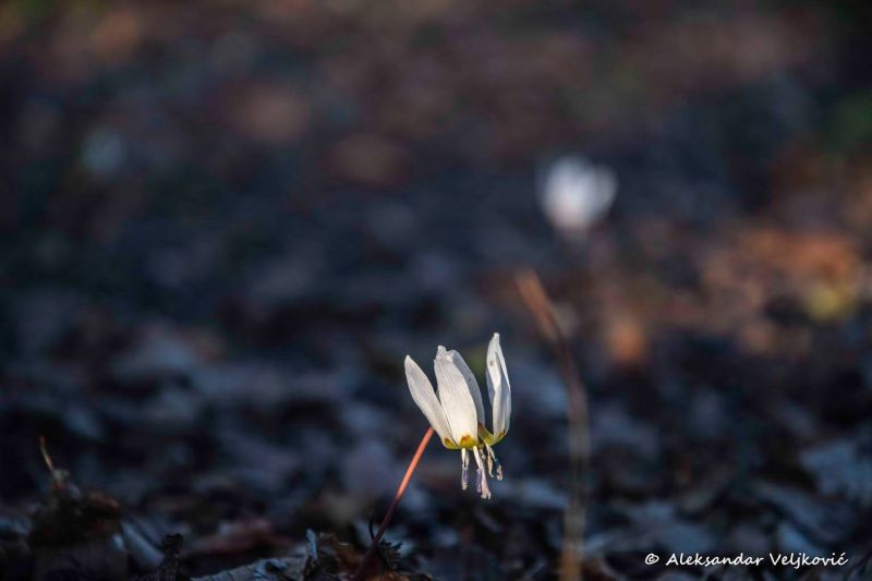 Early springtime flower