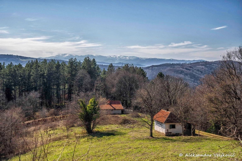 On Jastrebac, with Kopaonik in view, March