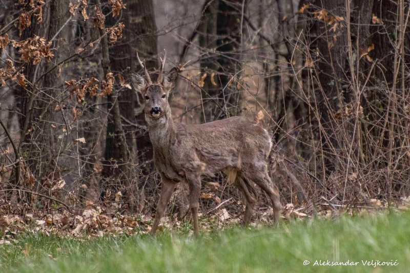 Deer on my meadow