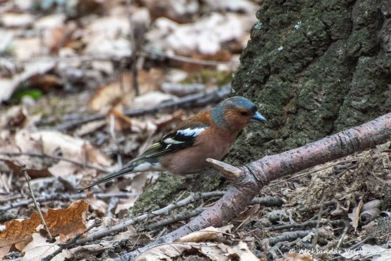 near my front porch