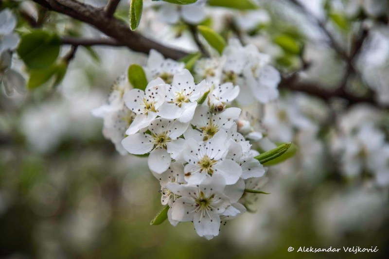 Spring is full of flowers