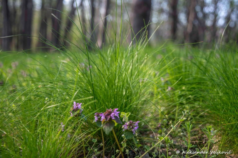 Fresh new springtime grass