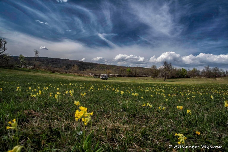 Reached Kovej (full of primrose)