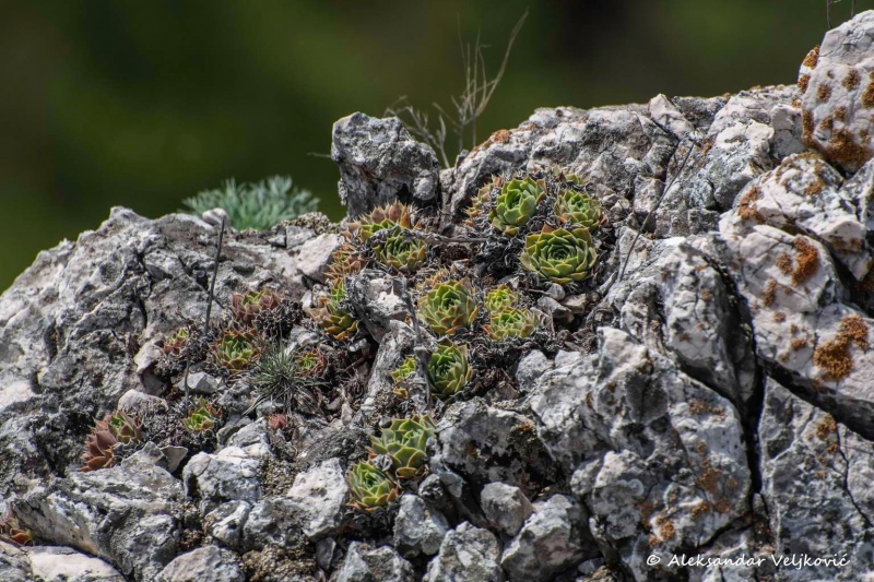 A plant growing in rocky places in Kučaj