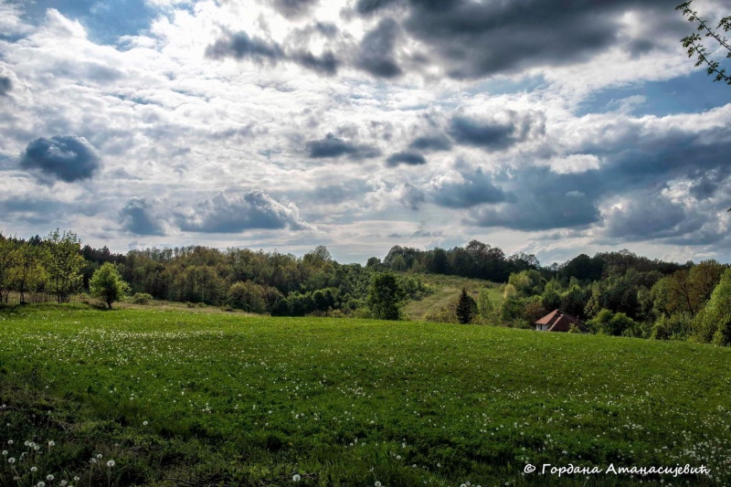 A meadow near Lipovica