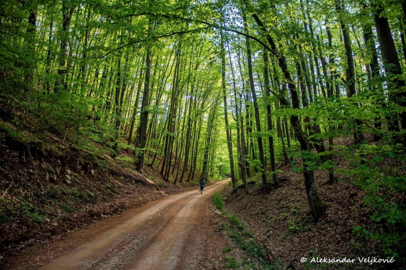 Lipovica forest road