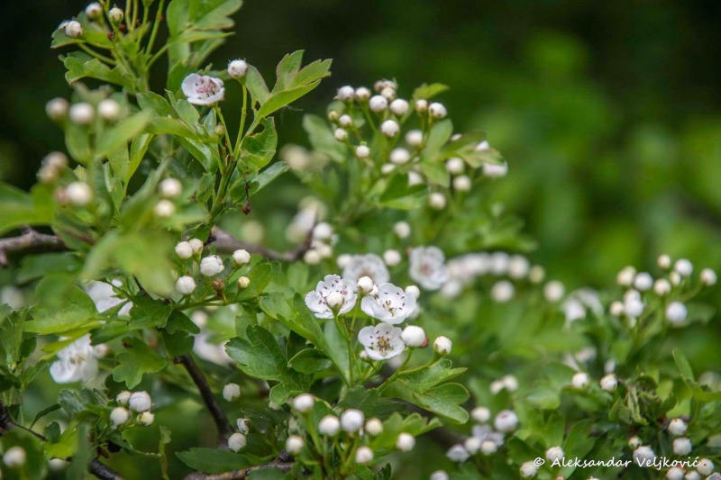 Hawthorn flowers in spring