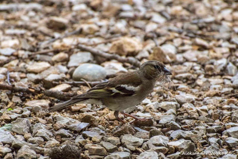 She gathered some material for the nest