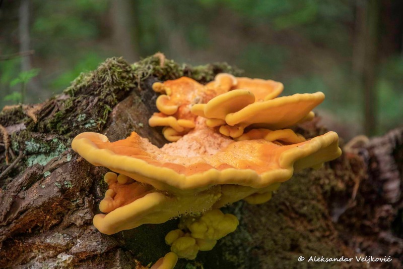 Laetiporus sulphureus