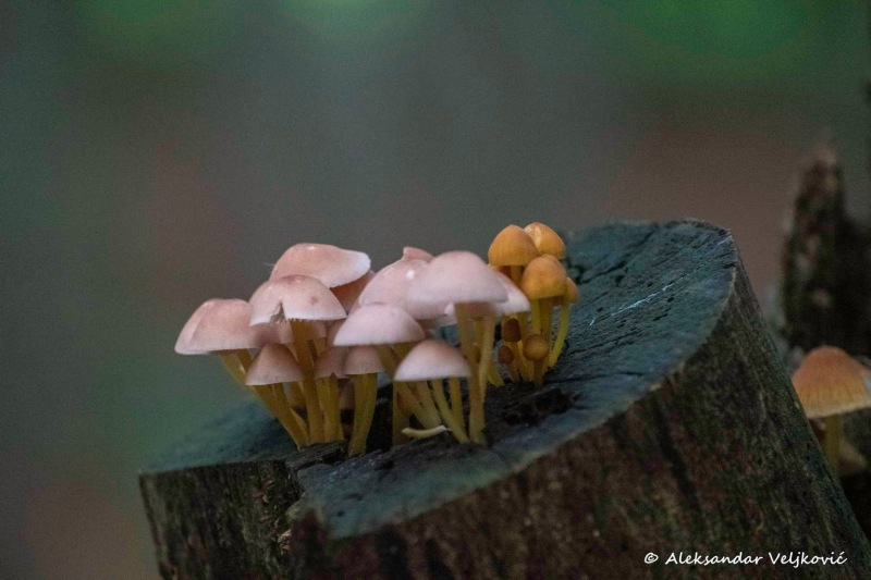Fungi on a stump