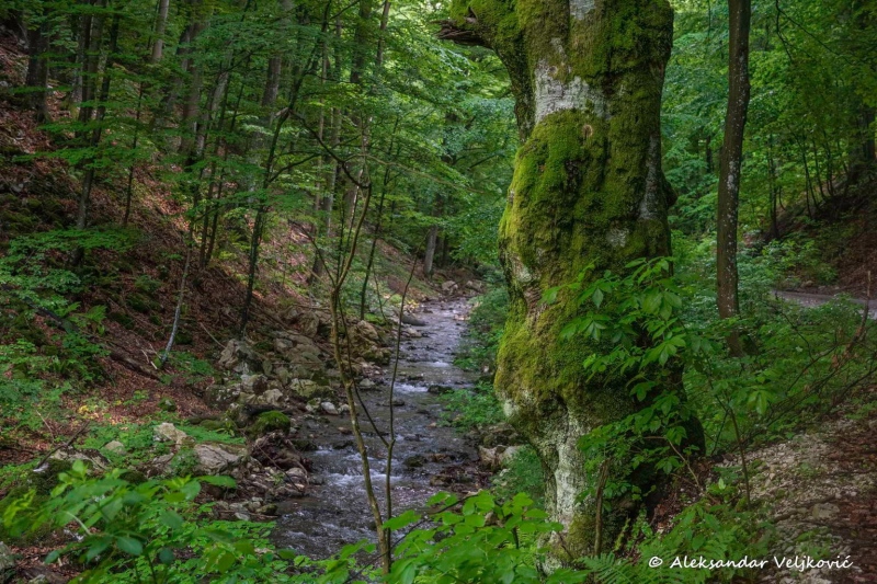 Kločanica river