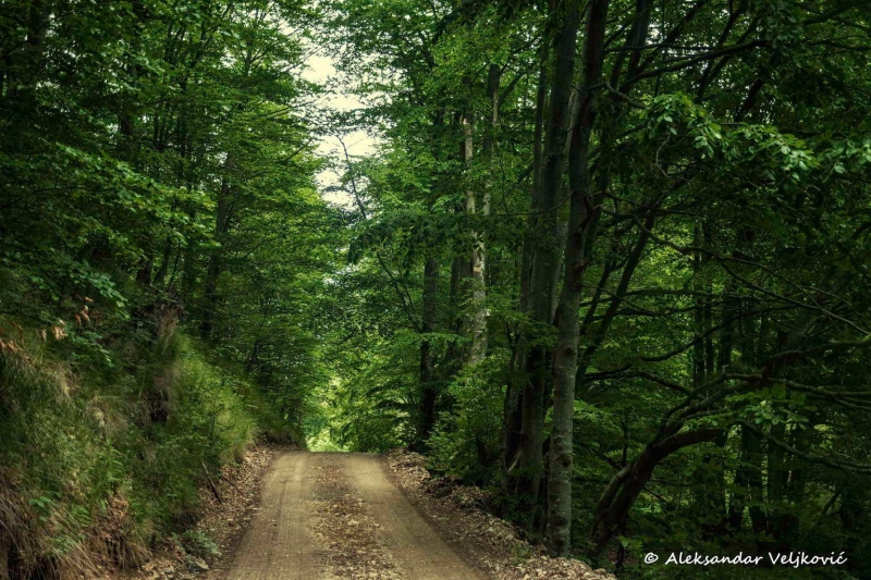 Road along Kločanica