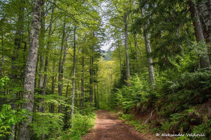 Through the forest of Stara planina