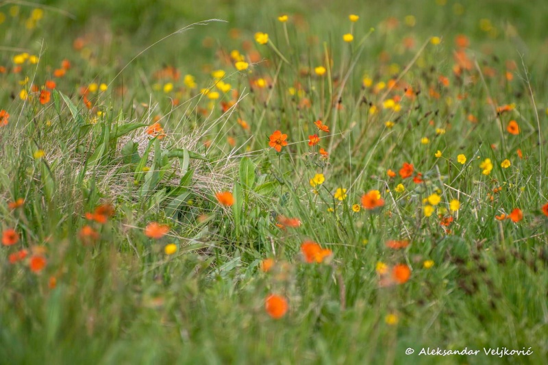 Flowers of Stara planina