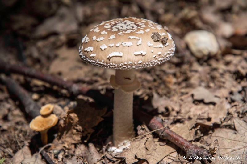 Amanita pantherina (poisonous, but beautiful)