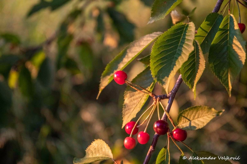 The fruits of Lipovica