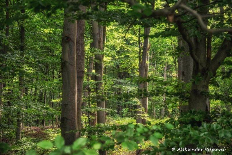 Forest near Lipovica
