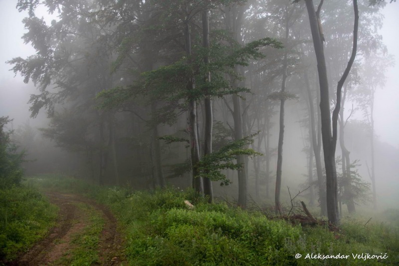 Road in the fog in the Iron Gate mountains