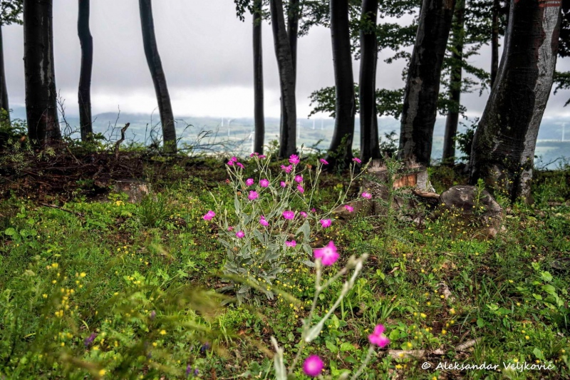 Flowers in the forest