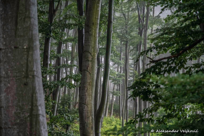 The Iron Gate forests