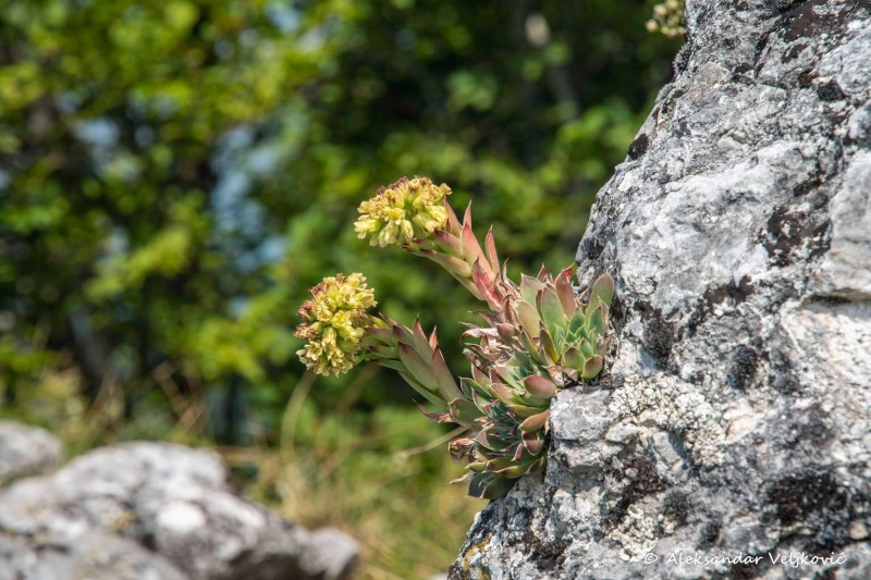 A detail on Medvednik