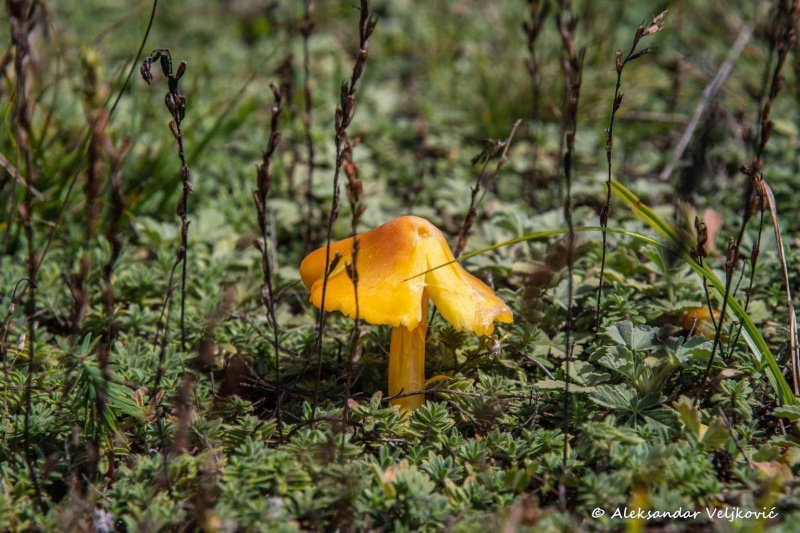 Hygrocybe conica
